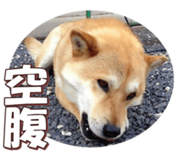 shibainufan 2 sticker #15140482