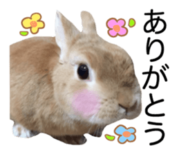 USAKO THE RABBIT Photo2 sticker #15140693
