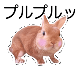 USAKO THE RABBIT Photo2 sticker #15140694
