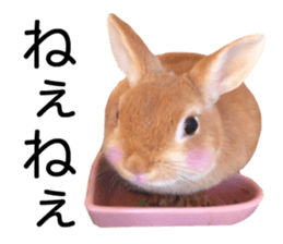 USAKO THE RABBIT Photo2 sticker #15140697