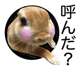 USAKO THE RABBIT Photo2 sticker #15140704