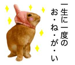 USAKO THE RABBIT Photo2 sticker #15140706