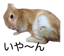 USAKO THE RABBIT Photo2 sticker #15140708