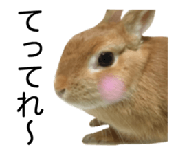USAKO THE RABBIT Photo2 sticker #15140709