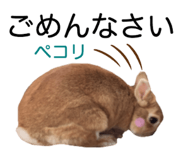USAKO THE RABBIT Photo2 sticker #15140710