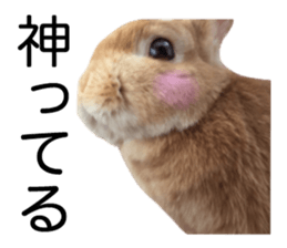 USAKO THE RABBIT Photo2 sticker #15140711