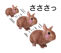 USAKO THE RABBIT Photo2 sticker #15140713