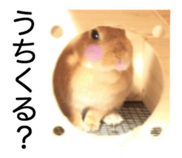 USAKO THE RABBIT Photo2 sticker #15140718