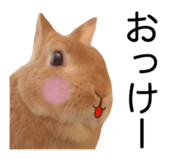 USAKO THE RABBIT Photo2 sticker #15140722