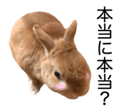 USAKO THE RABBIT Photo2 sticker #15140724