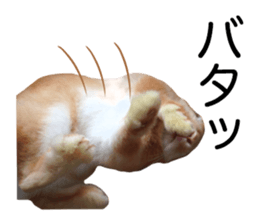 USAKO THE RABBIT Photo2 sticker #15140725