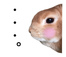 USAKO THE RABBIT Photo2 sticker #15140727