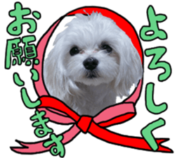 Cute Maltese family sticker #15141852