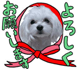Cute Maltese family sticker #15141852