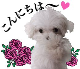 Cute Maltese family sticker #15141853