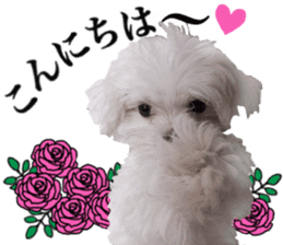 Cute Maltese family sticker #15141853