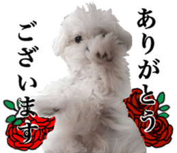 Cute Maltese family sticker #15141854