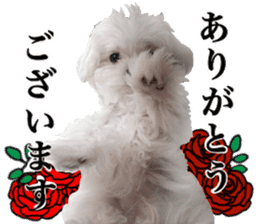 Cute Maltese family sticker #15141854