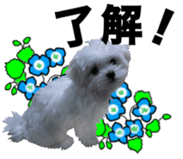 Cute Maltese family sticker #15141855