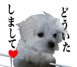 Cute Maltese family sticker #15141856