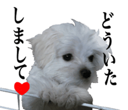 Cute Maltese family sticker #15141856