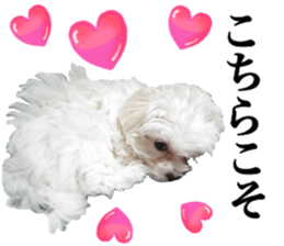 Cute Maltese family sticker #15141857