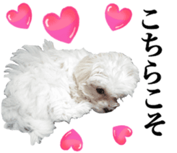 Cute Maltese family sticker #15141857