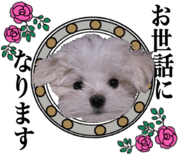Cute Maltese family sticker #15141858
