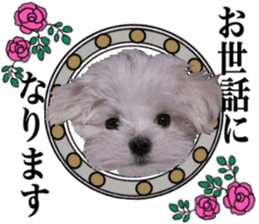 Cute Maltese family sticker #15141858