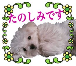 Cute Maltese family sticker #15141859