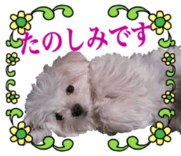 Cute Maltese family sticker #15141859