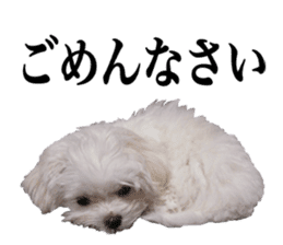 Cute Maltese family sticker #15141860