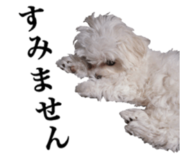 Cute Maltese family sticker #15141861