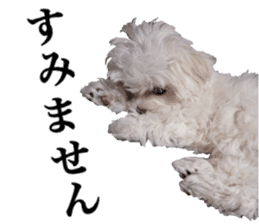 Cute Maltese family sticker #15141861