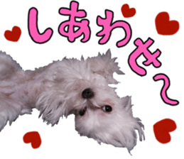 Cute Maltese family sticker #15141862