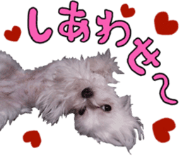 Cute Maltese family sticker #15141862