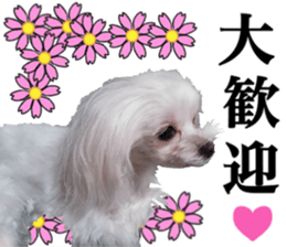 Cute Maltese family sticker #15141863
