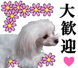 Cute Maltese family sticker #15141863