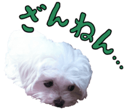 Cute Maltese family sticker #15141864