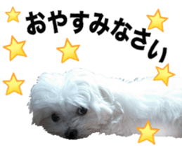 Cute Maltese family sticker #15141865