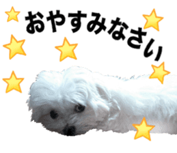 Cute Maltese family sticker #15141865