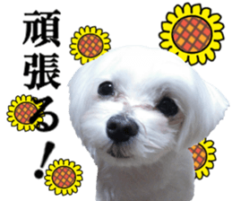 Cute Maltese family sticker #15141866