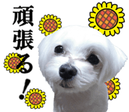 Cute Maltese family sticker #15141866