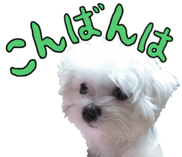 Cute Maltese family sticker #15141867