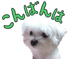 Cute Maltese family sticker #15141867