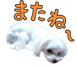 Cute Maltese family sticker #15141868
