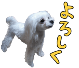Cute Maltese family sticker #15141869