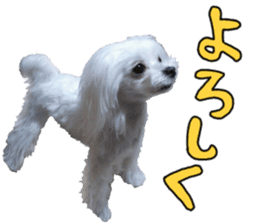 Cute Maltese family sticker #15141869