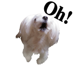 Cute Maltese family sticker #15141870