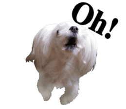 Cute Maltese family sticker #15141870